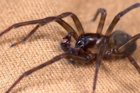 L'Amaurobe froce. Un mle (Araneae - Amaurobiidae - Amaurobius ferox)